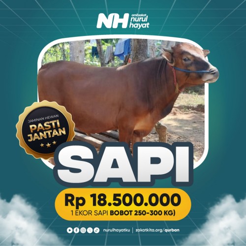 Sapi 1 ekor (250 - 300 Kg)
