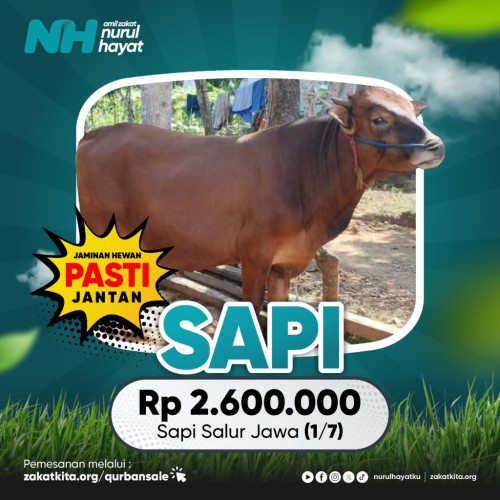 Sapi Salur Jawa (1/7)